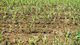 农业种植土壤评估
