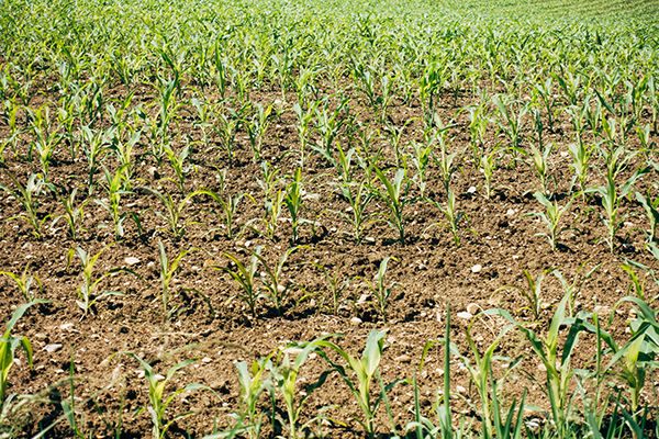 农业种植土壤评估