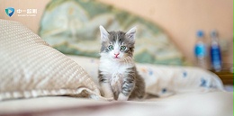 【宠物食品检测】撸猫有情，第三方检测帮大家识别“毒猫粮”！