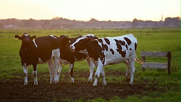 畜产品质量安全风险评估专项